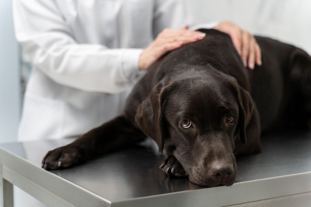 Hund hos veterinären