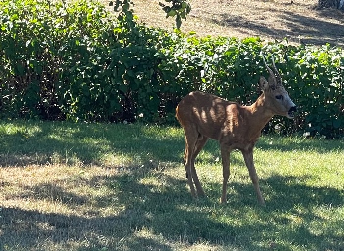 Råbock i en trädgård på Strandvägen i Oskarshamn