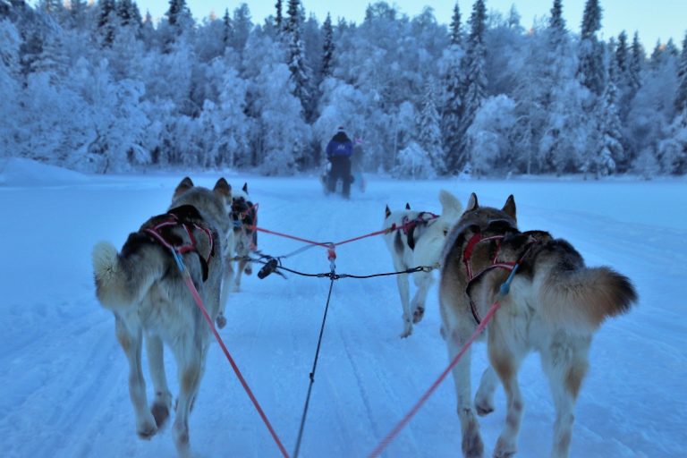 Hundspann i vinterlandskap