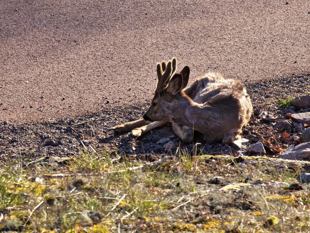 Påkörd råbock i Oskarshamn