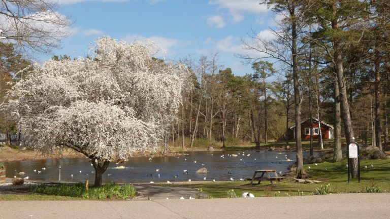 Ankdammen Oskarshamn