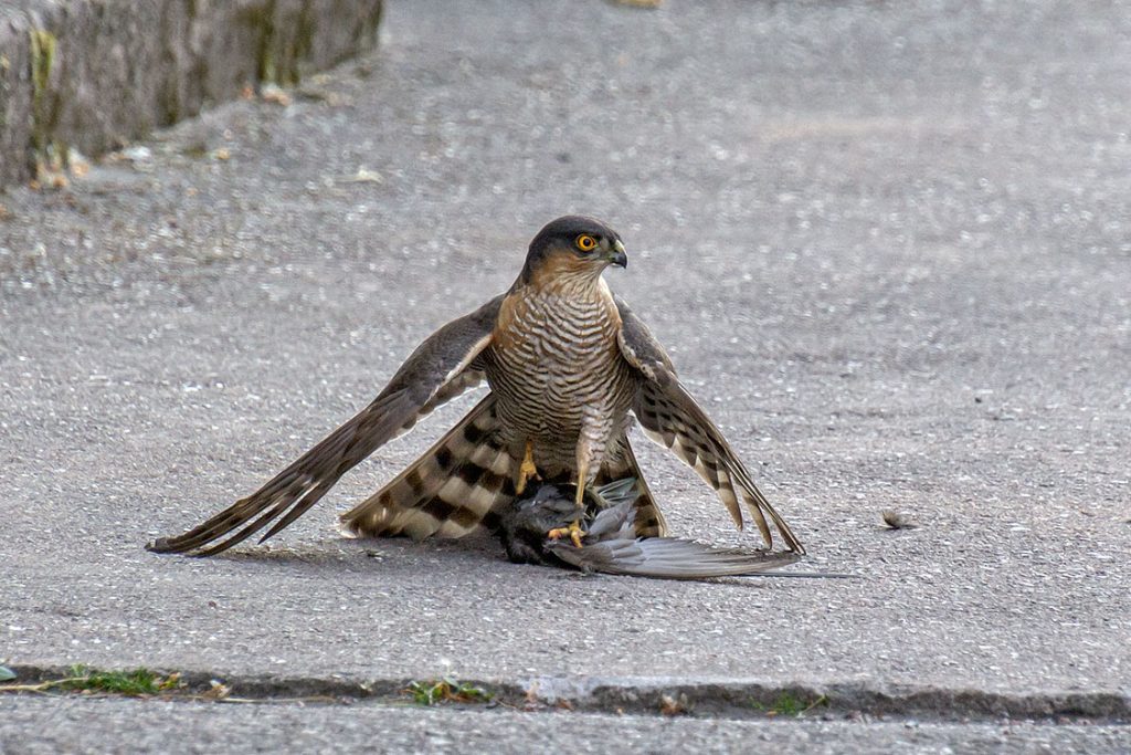 En sparvhök har fångat en tornseglare i Nybro