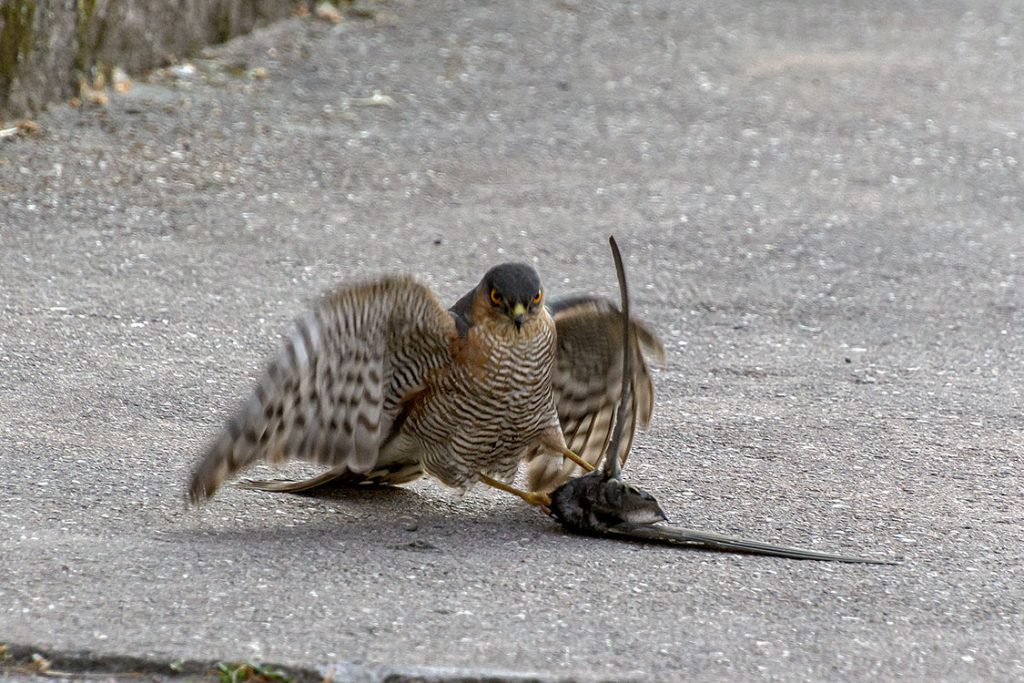 En sparvhök har fångat en tornseglare i Nybro