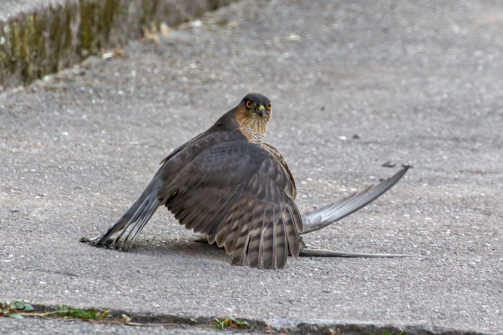 En sparvhök har fångat en tornseglare i Nybro