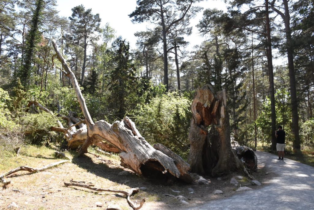 En jätteek i Trollskogen på norra Öland