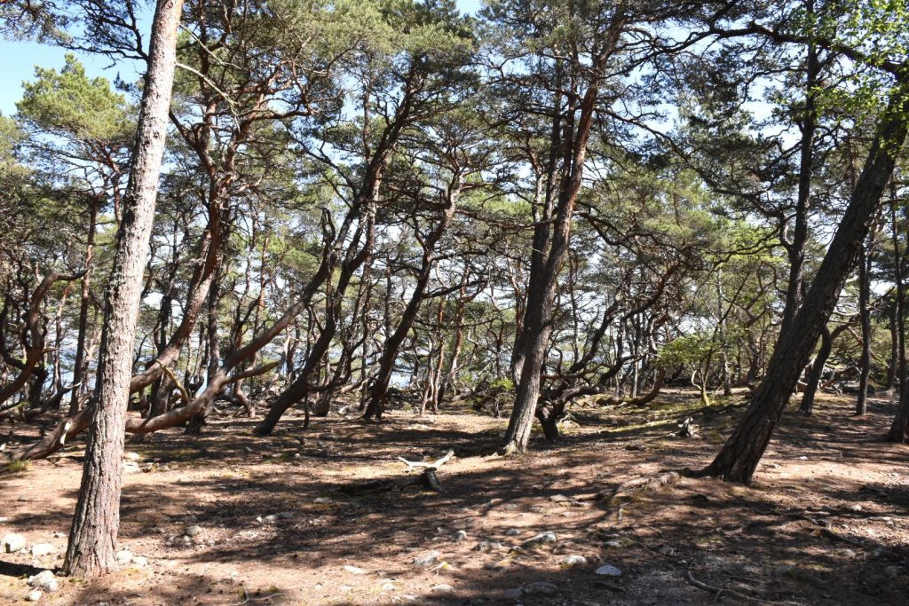 Tallar i Trollskogen på norra Öland