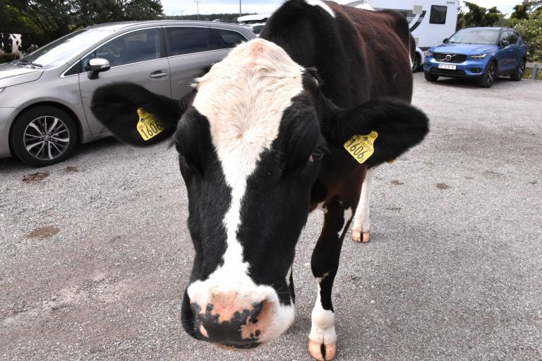 En ungtjur på parkeringen utanför Långe Erik på norra Öland