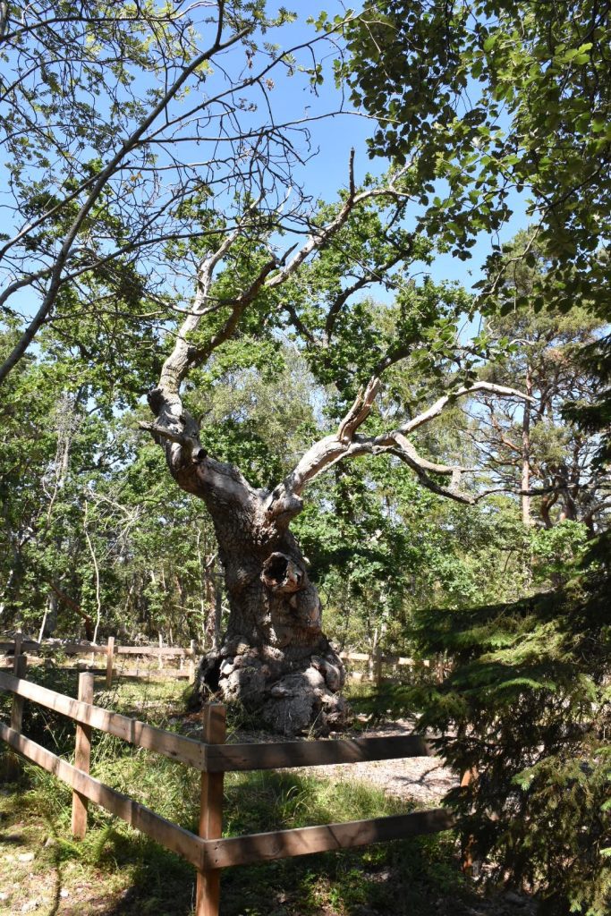 Trolleken i Trollskogen på norra Öland