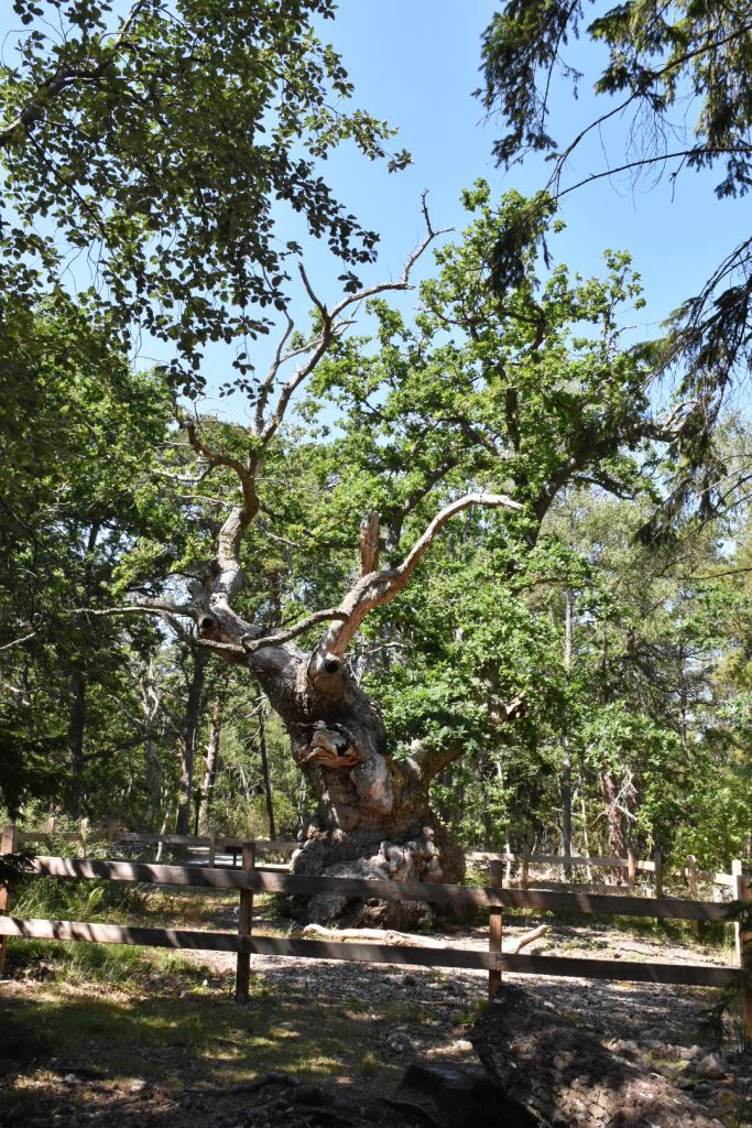 Trolleken i Trollskogen på norra Öland