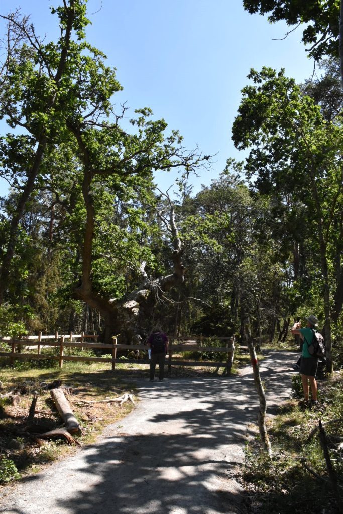 Trolleken i Trollskogen på norra Öland