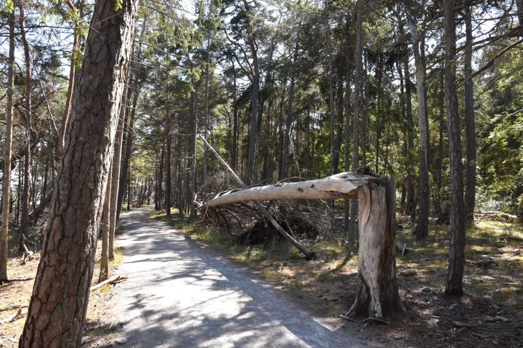 Trollskogen, norra Öland