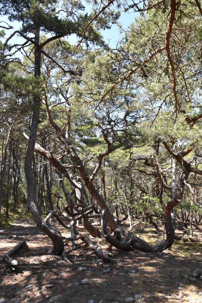 Trollskogen, Öland