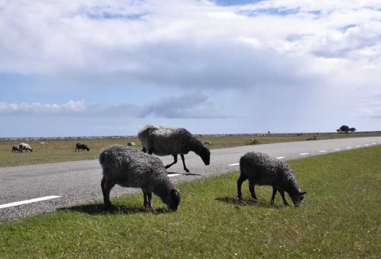 Får vid Långe Jan på Öland