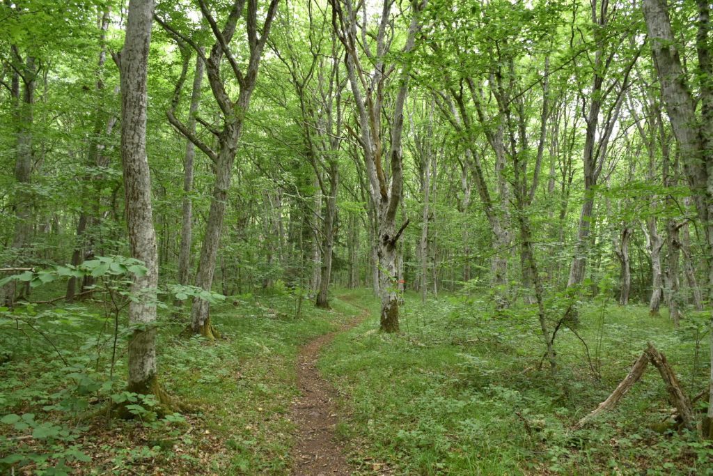 Mittlandsleden, Öland