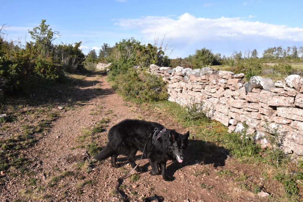 Hunden Nalle promenerar på alvaret på Öland