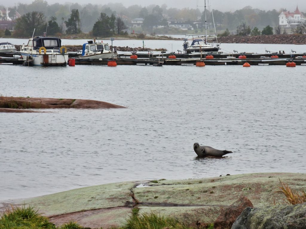 Säl på besök i Oskarshamn 