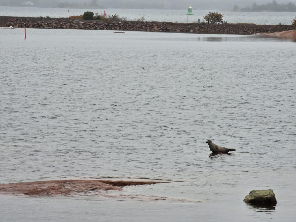 Säl på besök i Oskarshamn 