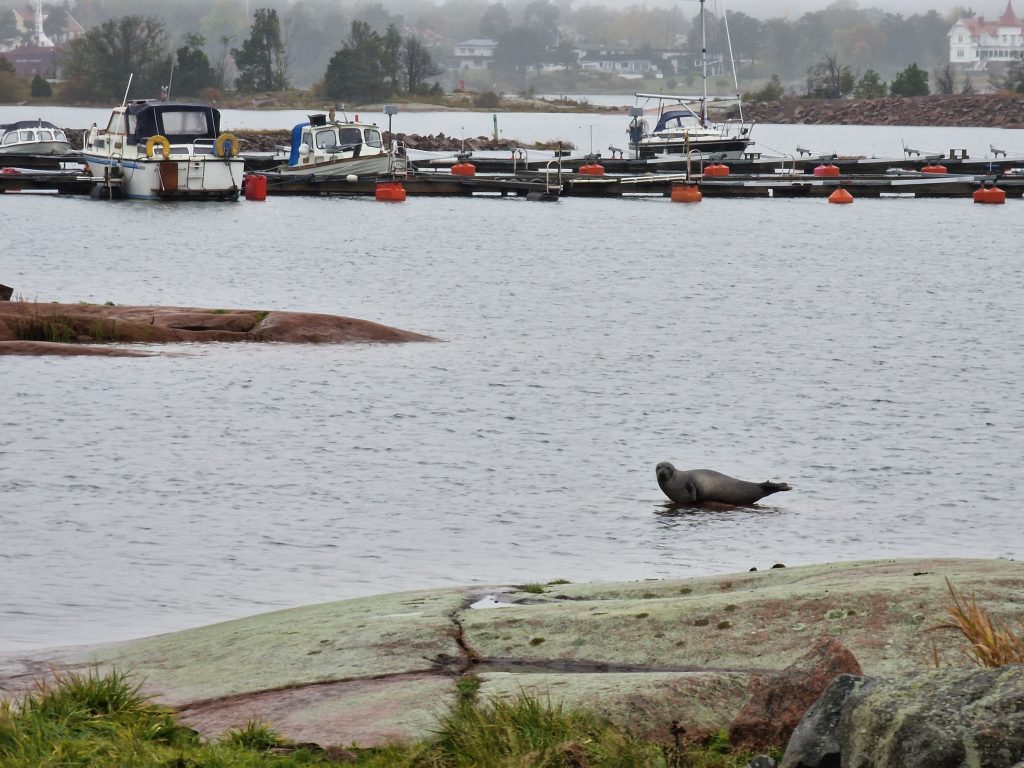 Säl på besök i Oskarshamn 