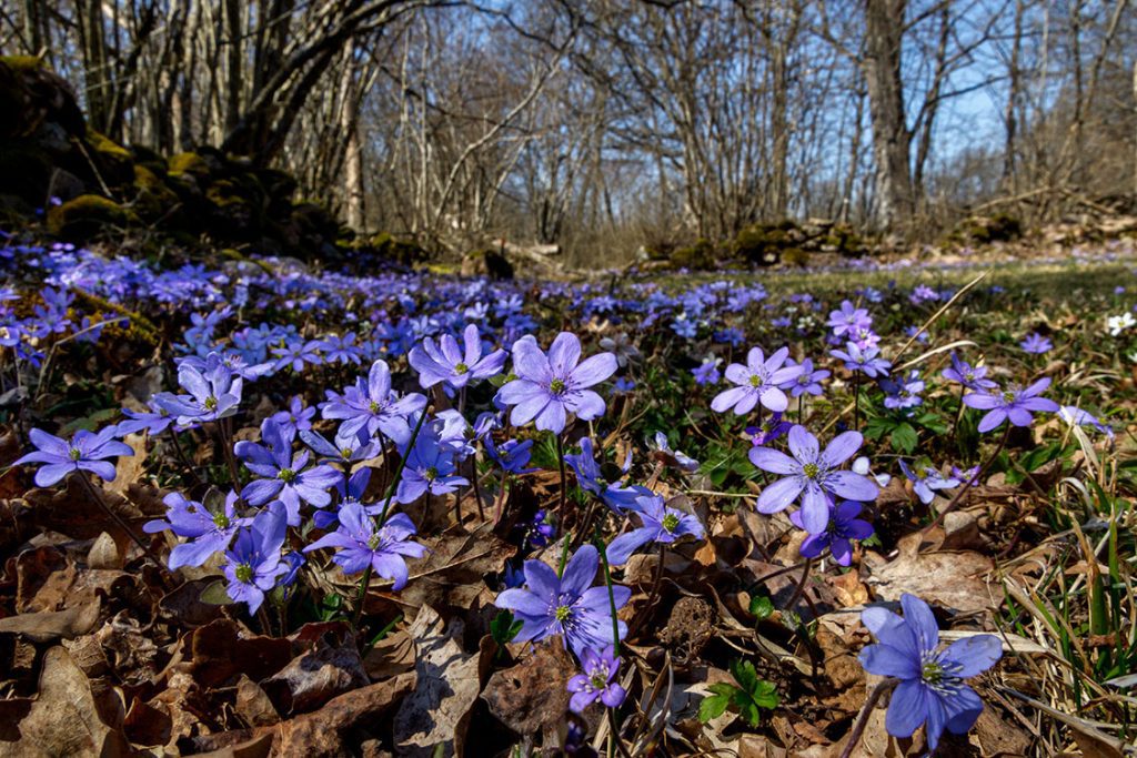 Naturbild