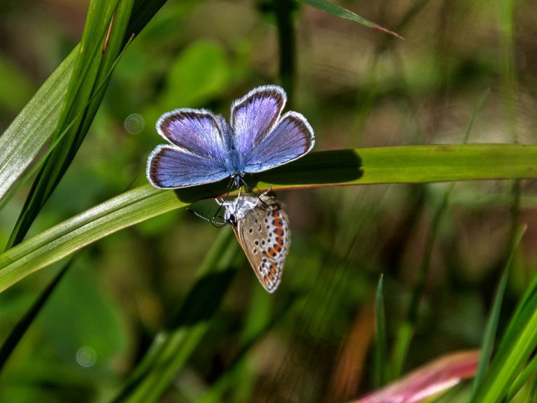 Naturbild med fjäril