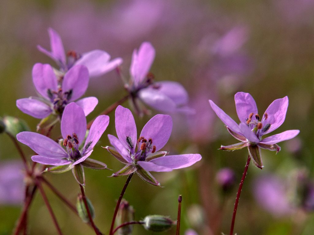 Naturbild