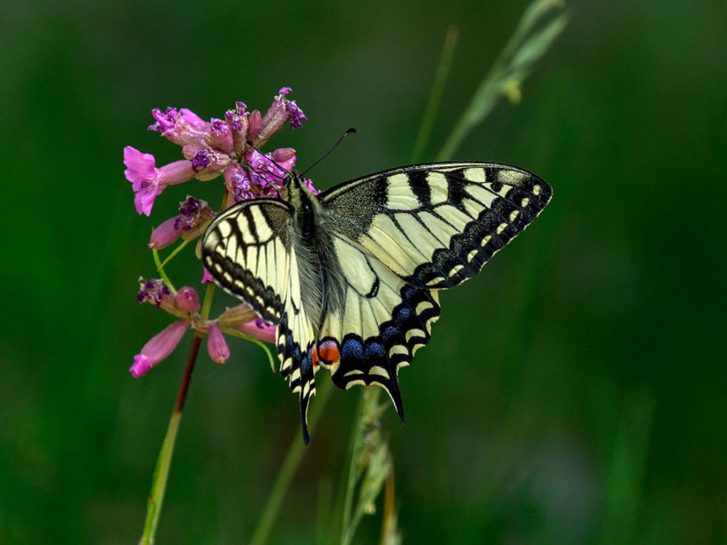 Naturbild