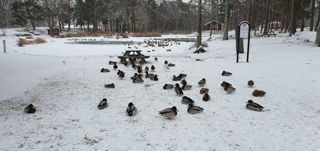 När vintern kom till Oskarshamn...