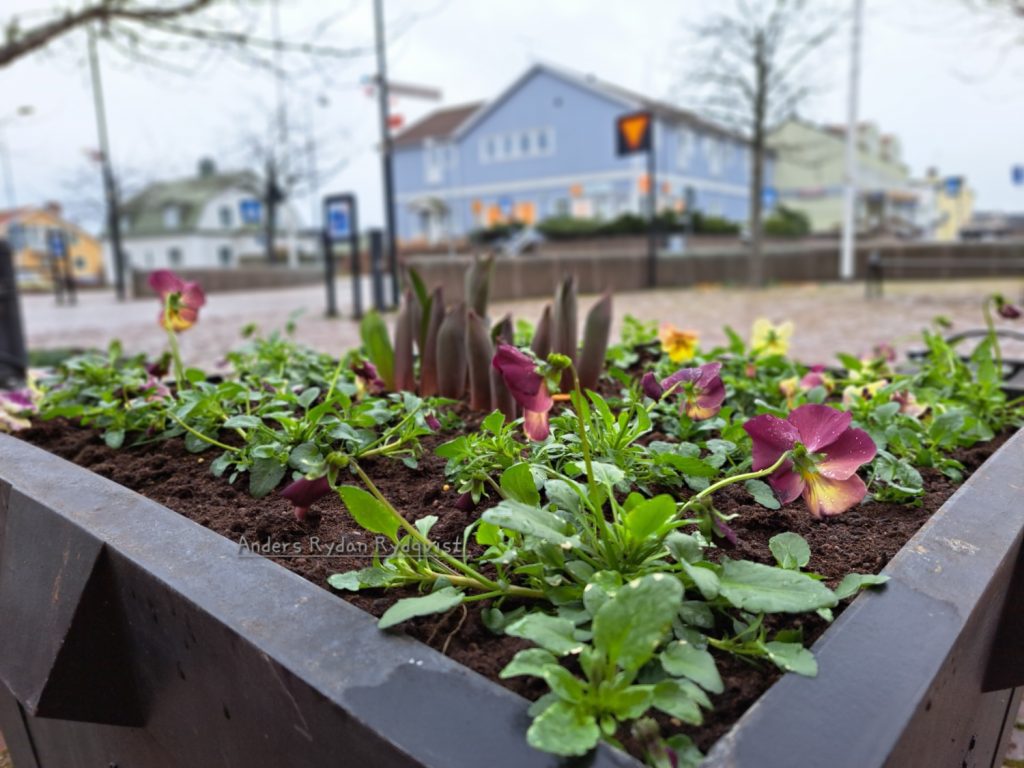 Vårplantering i Mönsterås