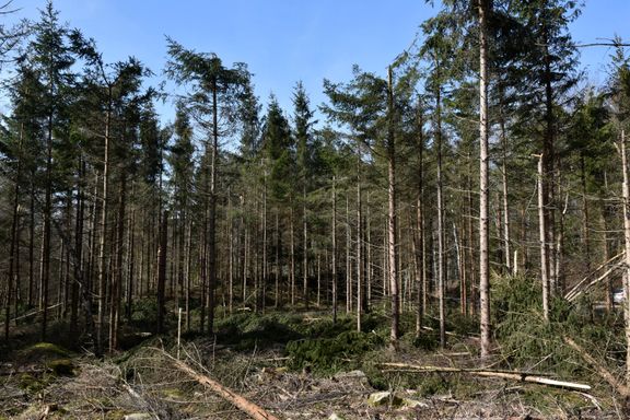 Knäckta träd i skogen