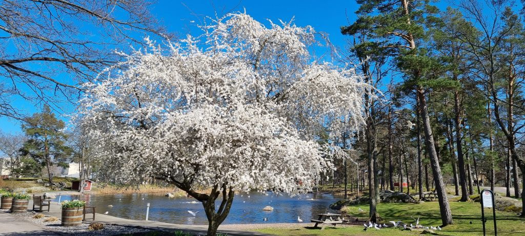 Bild på blomningen och vårens ankomst