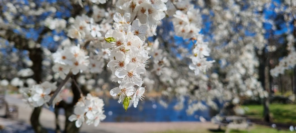 Bild på blomningen och vårens ankomst