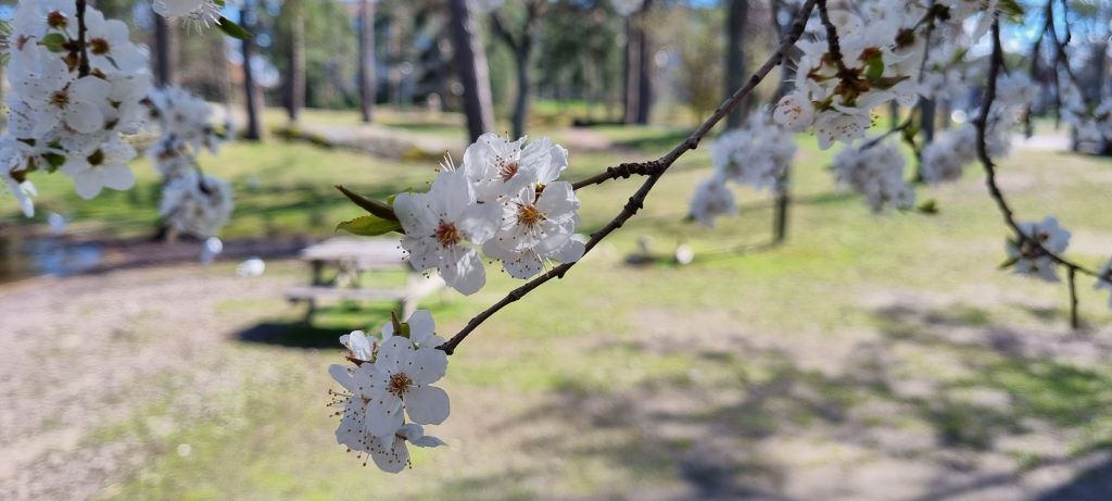 Bild på blomningen och vårens ankomst