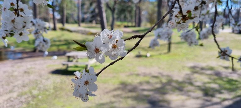 Bild på blomningen och vårens ankomst