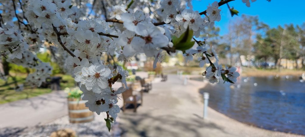 Bild på blomningen och vårens ankomst