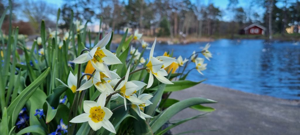 Bild på blomningen och vårens ankomst