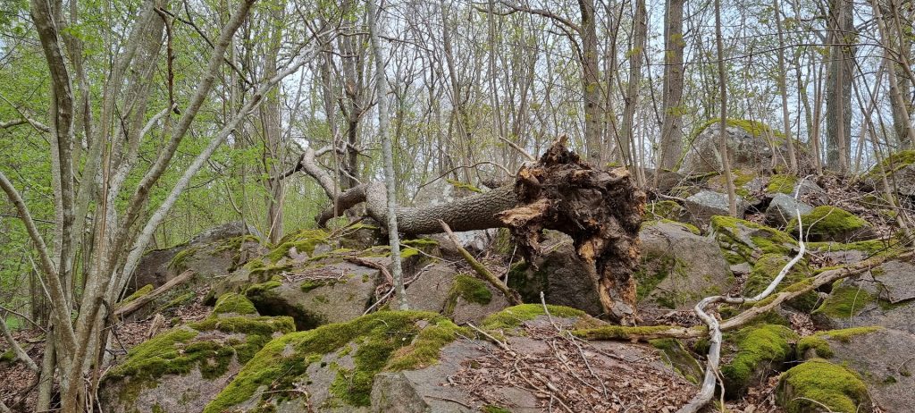 Sjöbovikens naturreservat i Kristineberg i Oskarshamn.