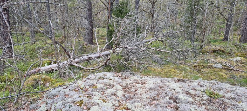 Sjöbovikens naturreservat i Kristineberg i Oskarshamn.