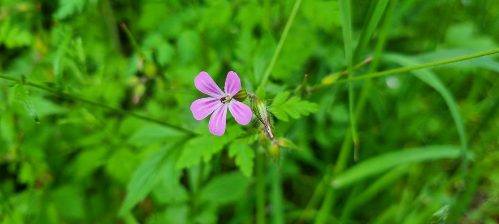 Läsarbild, blommor