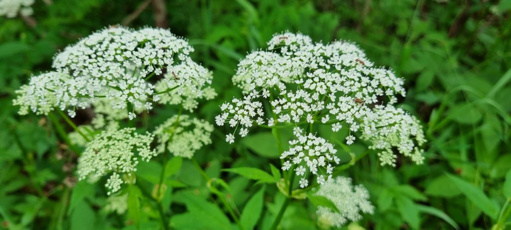 Läsarbild, blommor