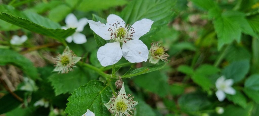 Läsarbild, blommor