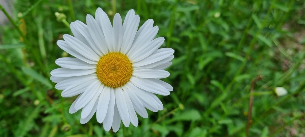 Läsarbild, blommor