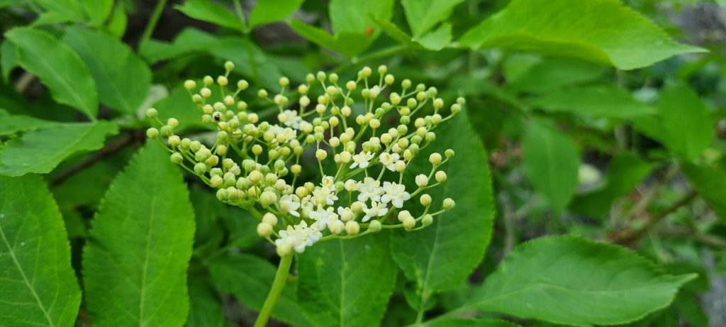 Läsarbild, blommor