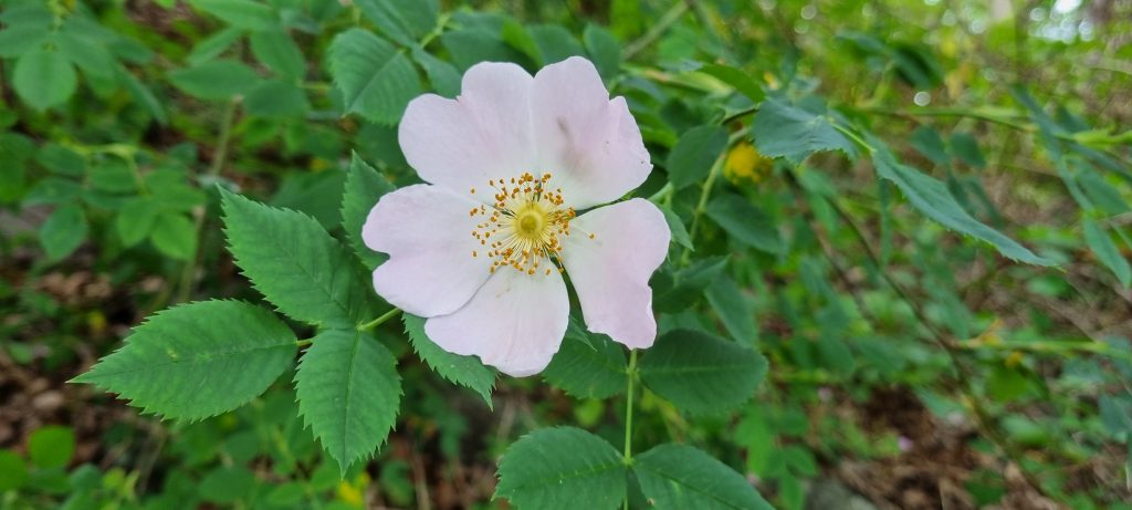 Läsarbild, blommor