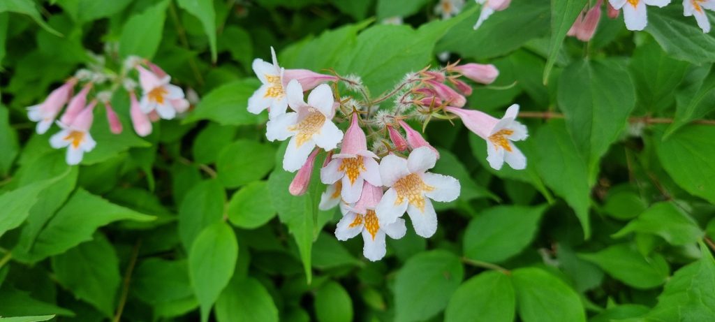 Läsarbild, blommor