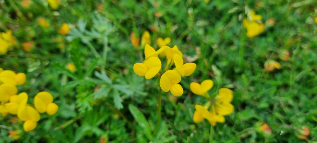 Läsarbild, blommor