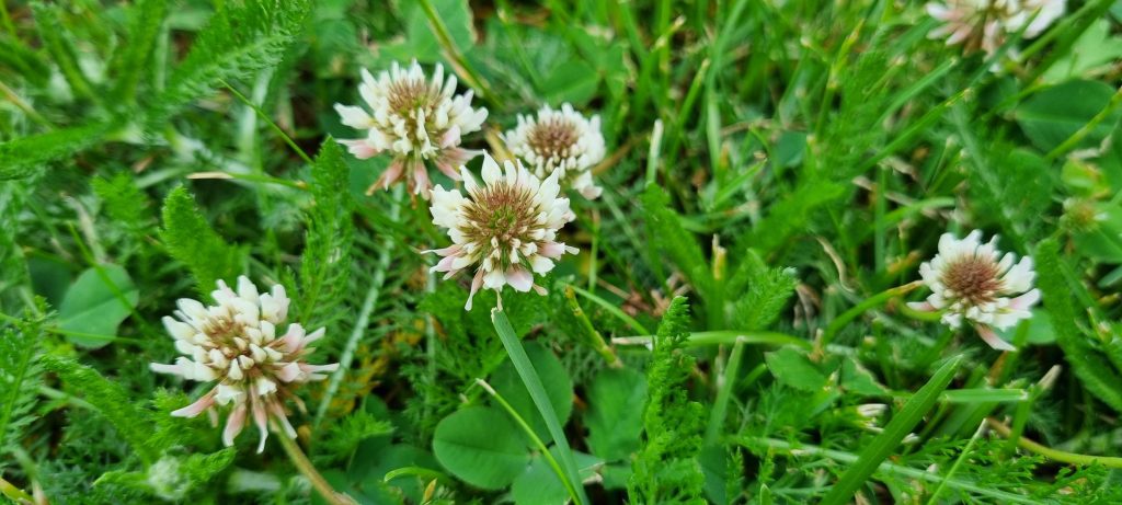 Läsarbild, blommor