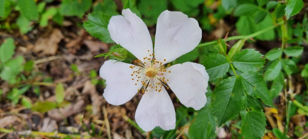 Läsarbild, blommor