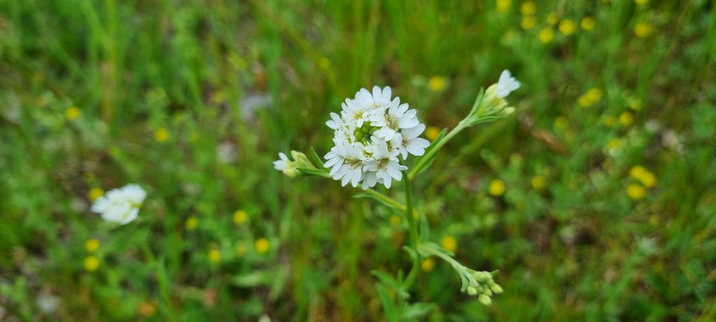 Läsarbild, blommor