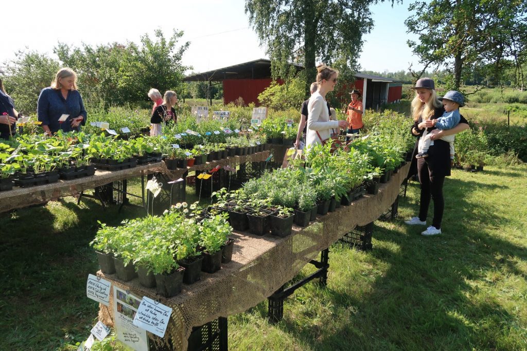 Plantor till försäljning på Bötterumsmässan