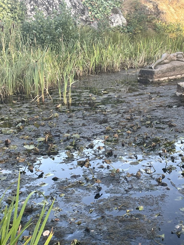 Näckrosdammen i Oskarshamns stadspark